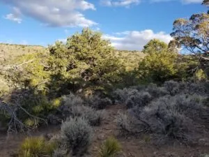 1.23 Acres for Sale in San Pablo, Colorado
