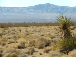 2.5 Acres for Sale in Dolan Springs, Arizona