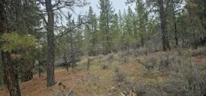 7 Acres Ready for Your Vision! (Grizzly Lane)