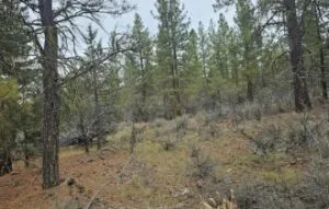 7 Acres Ready for Your Vision! (Grizzly Lane)
