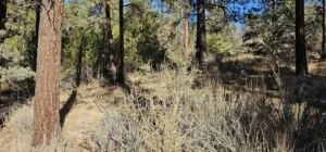 2.82 Acres – Raw Land in Bonanza, Oregon