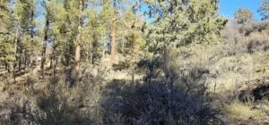 2.82 Acres – Raw Land in Bonanza, Oregon