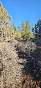 🌲 Land Deal of a Lifetime! 2.57 Acres on Polar Bear Lane, North of Bonanza, Oregon