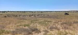 1 Acres for Sale in Sanders, Arizona