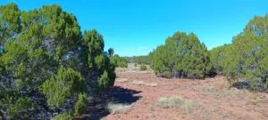 1.16 Acres for Sale in Concho, Arizona