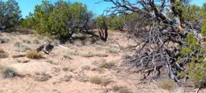 2.47 Acres for Sale in Sanders, Arizona