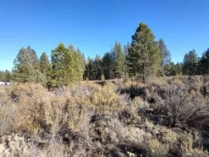 Hunt from your homestead on 1.56 acres in Chiloquin, OR