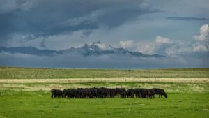 Tee Cross Ranch El Paso County, Colorado