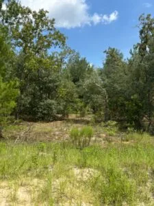 Quarter Acre of Beautiful Florida Land – Interlachen – Putnam County