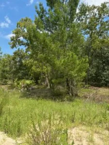 Quarter Acre of Beautiful Florida Land – Interlachen – Putnam County