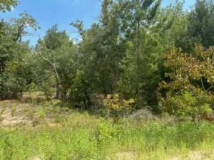 Quarter Acre of Beautiful Florida Land – Interlachen – Putnam County