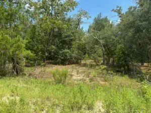 Quarter Acre of Beautiful Florida Land – Interlachen – Putnam County