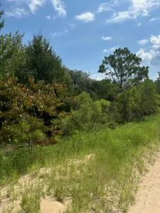 Quarter Acre of Beautiful Florida Land – Interlachen – Putnam County