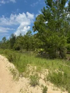 Quarter Acre of Beautiful Florida Land – Interlachen – Putnam County