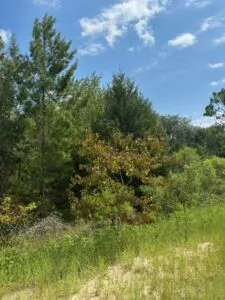 Quarter Acre of Beautiful Florida Land – Interlachen – Putnam County