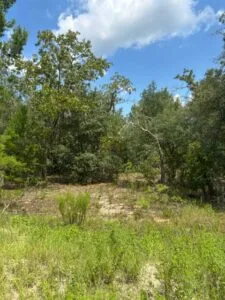 Quarter Acre of Beautiful Florida Land – Interlachen – Putnam County