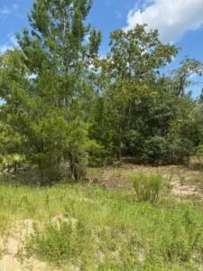 Quarter Acre of Beautiful Florida Land – Interlachen – Putnam County