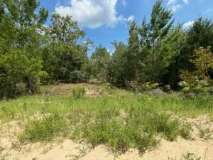 Quarter Acre of Beautiful Florida Land – Interlachen – Putnam County