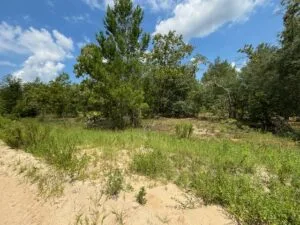Quarter Acre of Beautiful Florida Land – Interlachen – Putnam County