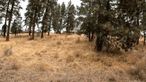 Buildable Lot on Lake Forest Drive, Chiloquin, OR