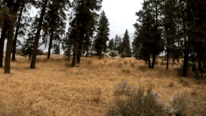 Buildable Lot on Lake Forest Drive, Chiloquin, OR