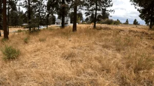 Buildable Lot on Lake Forest Drive, Chiloquin, OR