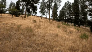 Buildable Lot on Lake Forest Drive, Chiloquin, OR