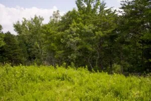 Bluewater Ridge Tract 6: Your Kentucky Dream Retreat