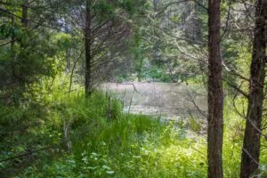 Bluewater Ridge Tract 6: Your Kentucky Dream Retreat