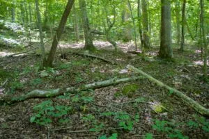 Bluewater Ridge Tract 6: Your Kentucky Dream Retreat