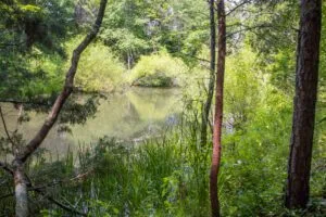 Bluewater Ridge Tract 6: Your Kentucky Dream Retreat