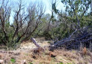 21.74 Acres Owner Financed Land for Sale- Truscott, Texas