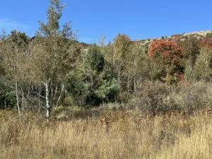 Prime Bear Lake View Lot – STR-Approved & Adventure-Ready!