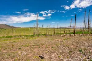 2.5 Acre Pre-Cleared Hillside Lot With Underground Utilities In Upscale Forested Community