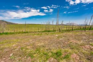 2.5 Acre Pre-Cleared Hillside Lot With Underground Utilities In Upscale Forested Community