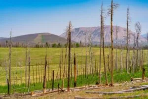 2.5 Acre Pre-Cleared Hillside Lot With Underground Utilities In Upscale Forested Community