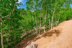 1 Acre Forested Lot In Upscale Community With Power, Underground Utilities And Water Access