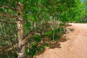 1 Acre Forested Lot In Upscale Community With Power, Underground Utilities And Water Access