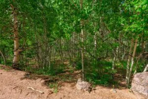 1 Acre Forested Lot In Upscale Community With Power, Underground Utilities And Water Access
