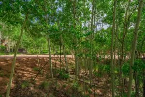 1 Acre Forested Lot In Upscale Community With Power, Underground Utilities And Water Access