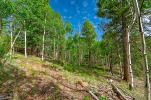 1 Acre Forested Lot In Upscale Community With Power, Underground Utilities And Water Access