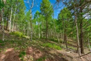 1 Acre Forested Lot In Upscale Community With Power, Underground Utilities And Water Access