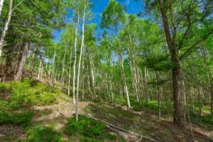 1 Acre Forested Lot In Upscale Community With Power, Underground Utilities And Water Access