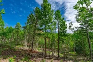1 Acre Forested Lot In Upscale Community With Power, Underground Utilities And Water Access