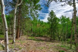 1 Acre Forested Lot In Upscale Community With Power, Underground Utilities And Water Access