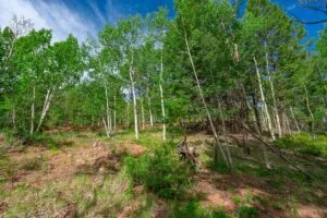 1 Acre Forested Lot In Upscale Community With Power, Underground Utilities And Water Access