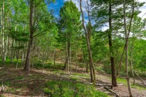 1 Acre Forested Lot In Upscale Community With Power, Underground Utilities And Water Access