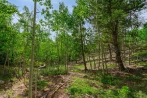 1 Acre Forested Lot In Upscale Community With Power, Underground Utilities And Water Access