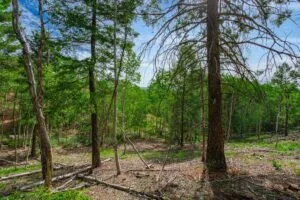 1 Acre Forested Lot In Upscale Community With Power, Underground Utilities And Water Access