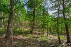 1 Acre Forested Lot In Upscale Community With Power, Underground Utilities And Water Access